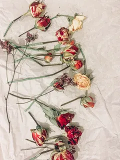 玫瑰花干花图片