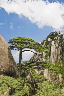 黄山奇松图片-第30张