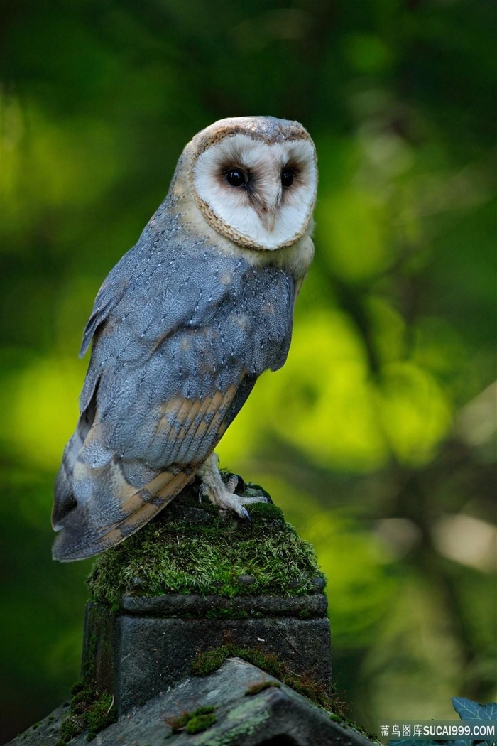 白脸诡异的猫头鹰