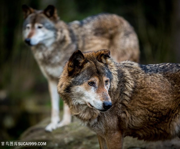 野生动物森林的狼图片