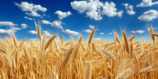 蓝天白云阳光灿烂的金色麦田摄影图