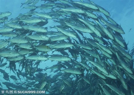 海底生物-海底成群结队的鱼游在一起 海底生物-海底成群结队的鱼游在一起