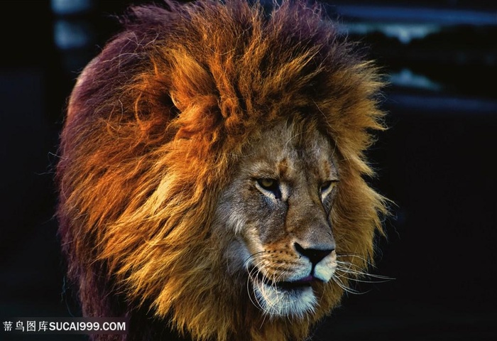 高清公狮子图片
