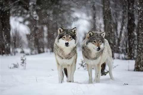 森林里的野生动物狼图片