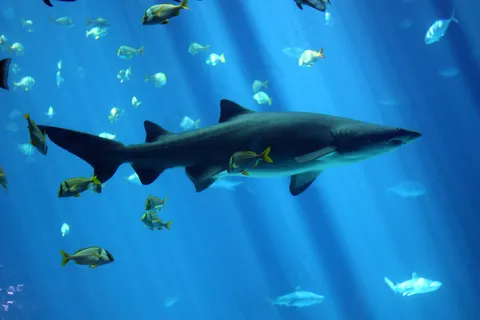 鲨鱼高清图片
