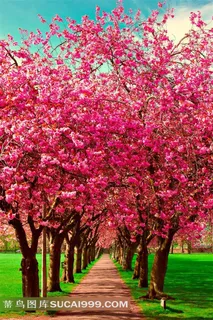 杭州西湖北山樱花图片 杭州西湖北山樱花图片