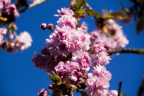 樱花节, 开花, 粉色的, 
