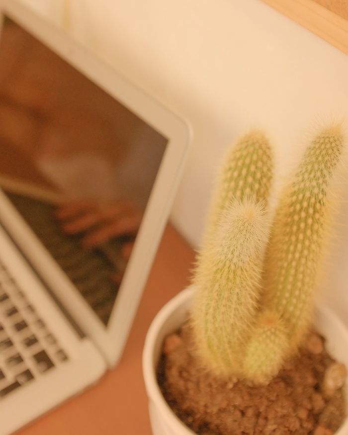 绿色仙人掌仙人球摄影素材