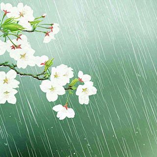 春天雨天白色花朵，雨水谷雨摄影图