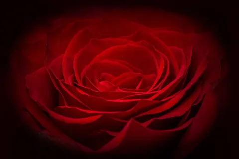 梦幻红玫瑰花图片