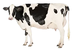 奶牛黑白现代农业