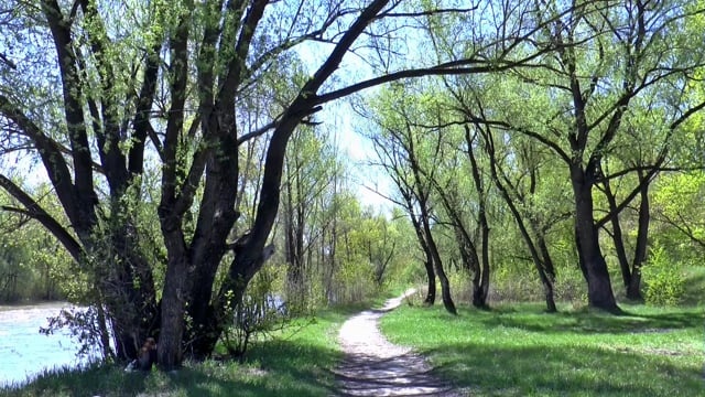 春天, 河, 柳树, 天空, 自然, 水, 景观, 树木