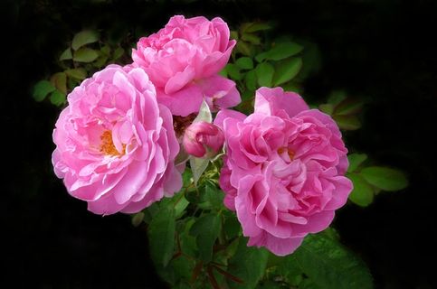 灿烂玫瑰花朵图片 灿烂玫瑰花朵图片