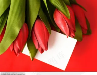 高清红色郁金香白色卡片写实图片素材