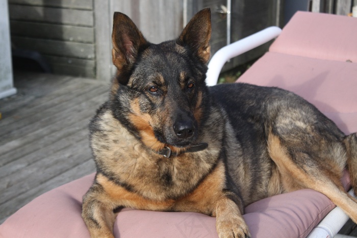 德国牧羊犬肖像图片