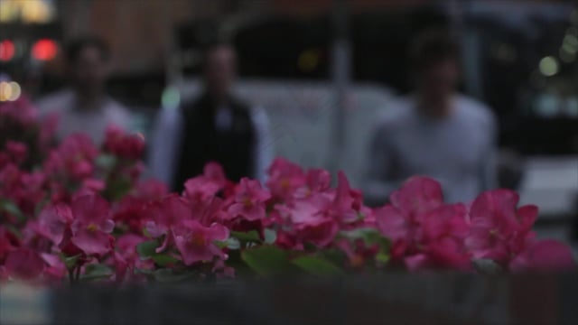 花朵, 晚上, 有风, 粉色的, 人们, 城市的, 城市