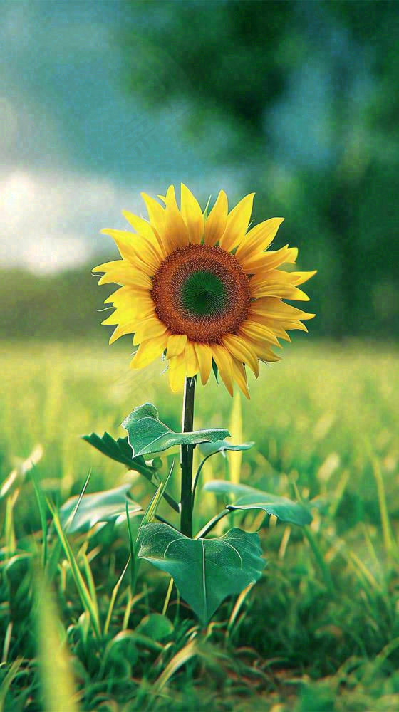 阳光下向日葵特写夏至夏天摄影图