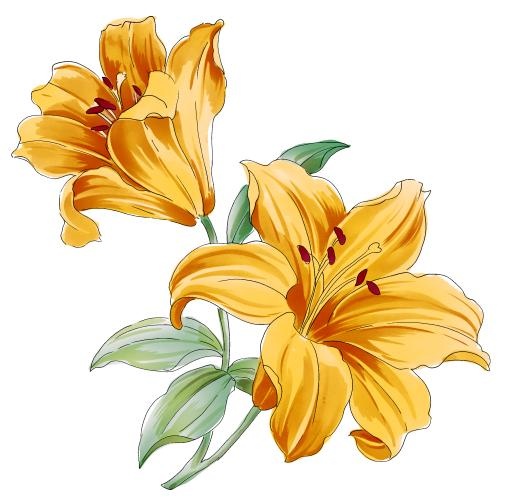 百合花免抠(2436x2398)
