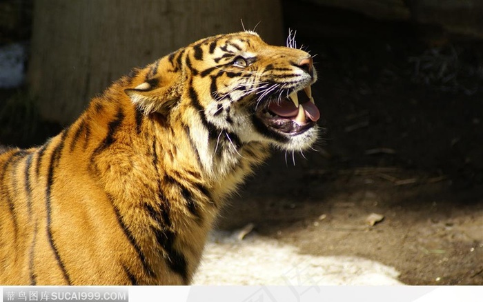 对天长吼的老虎