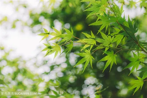 绿色环境光斑阳光清新背景 绿色环境光斑阳光清新背景