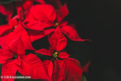 大红鲜花高清图片