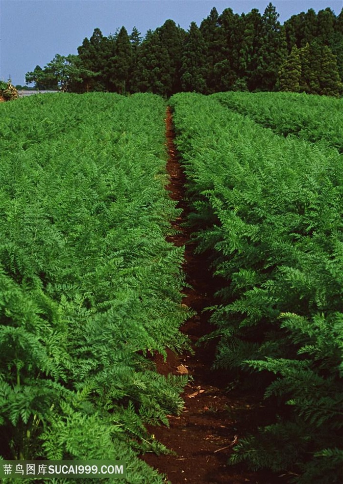 萝卜菜地新鲜蔬菜种植基地图片