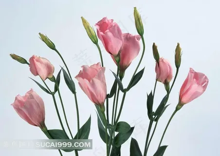 粉色百合花苞图