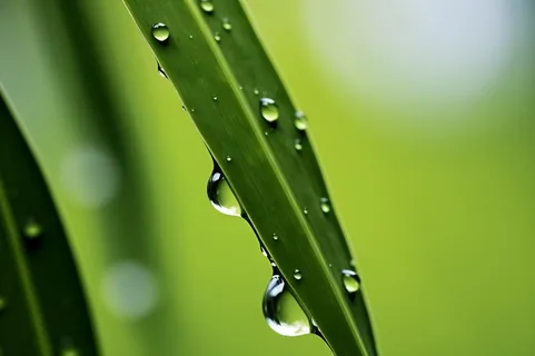 枝叶树叶绿色水滴露珠清新背景 枝叶树叶绿色水滴露珠清新背景