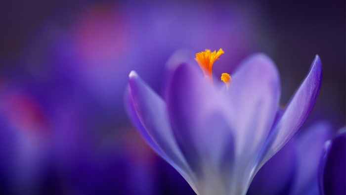 唯美紫色花朵花蕊