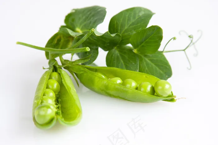 高清荷兰豆图片下载
