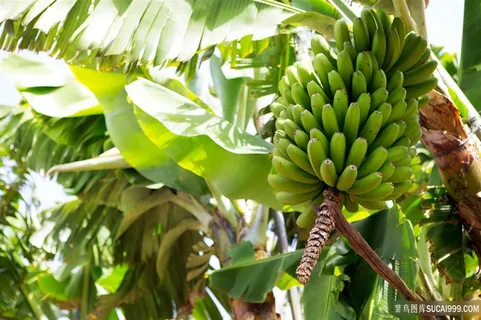 树上的绿色香蕉 树上的绿色香蕉