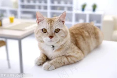 宠物女孩-沙发上的猫咪 宠物女孩-沙发上的猫咪
