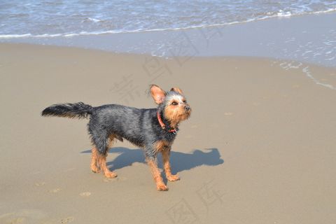 沙滩狗狗图片