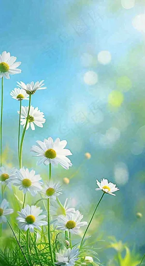 绿色清新野菊花特写春夏花朵摄影图