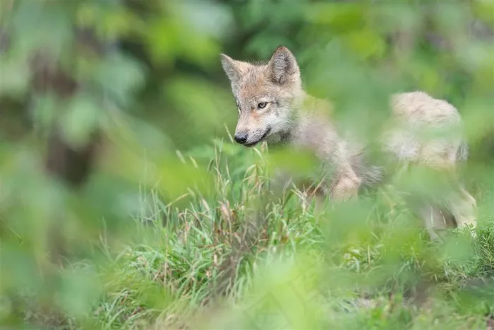 绿叶下狐狸唯美野生动物图片