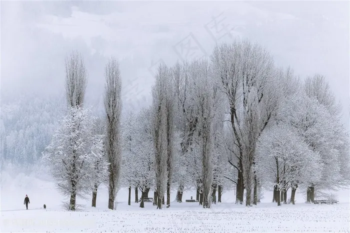 白雪皑皑小树林景色