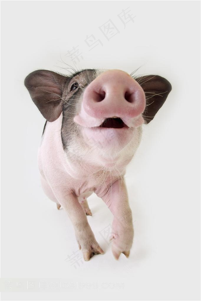 宠物猪可爱摄影图片