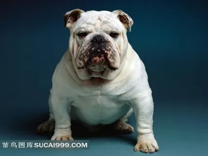 胖嘟嘟的狗狗摄影图片