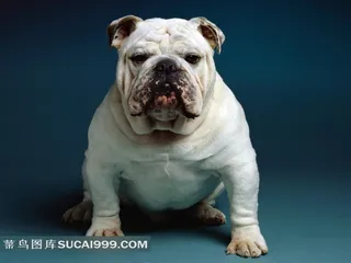 胖嘟嘟的狗狗摄影图片