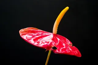 一支红掌花图片