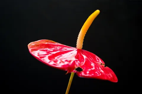 一支红掌花图片 一支红掌花图片