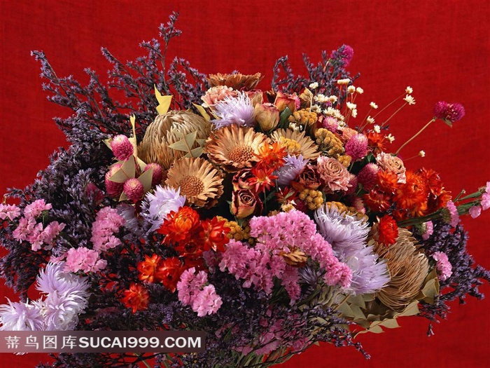 娇艳的菊花鲜花图片素材