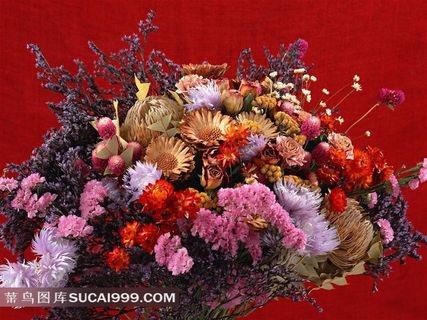 娇艳的菊花鲜花图片素材 娇艳的菊花鲜花图片素材