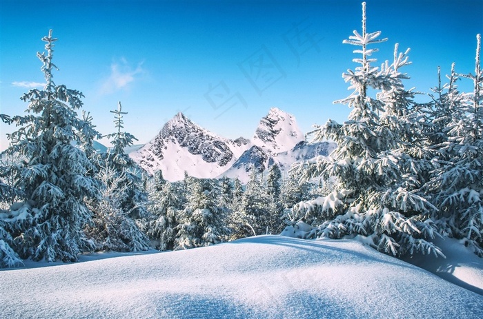 阳光下的松林雪景