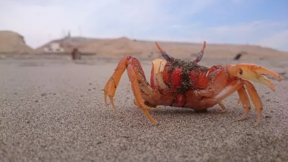 高清螃蟹钳子螃蟹图片