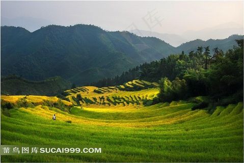 唯美的乡村梯田美景