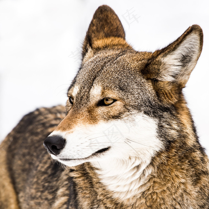 眯眼远看的狼王图片