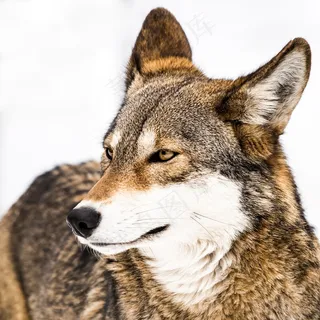 眯眼远看的狼王图片 眯眼远看的狼王图片