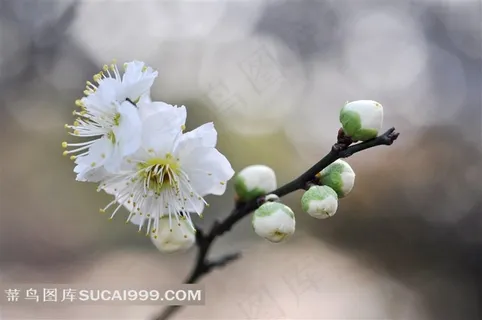 早春枝头上的梅花鲜花图片 早春枝头上的梅花鲜花图片
