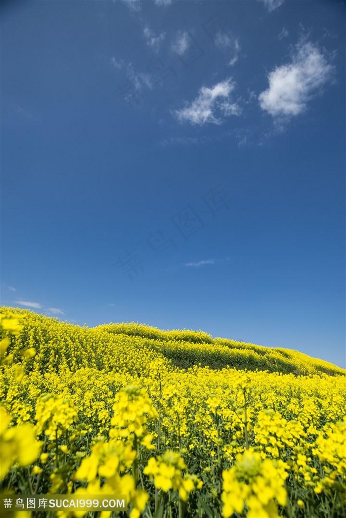 风和日丽油菜花图片海报